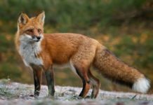 കോഴിക്കോട്ട് കുറുക്കന്റെ കടിയേറ്റ് 11 പേര്ക്ക് പരിക്ക്